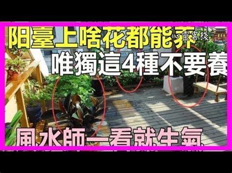 玉蘭花風水|【玉蘭花風水禁忌】玉蘭花樹的風水禁忌種植要注意什麼 